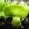 Dionaea m. Cerberus